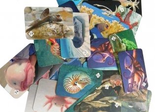 Мемо "Подводный мир" фото книги 4