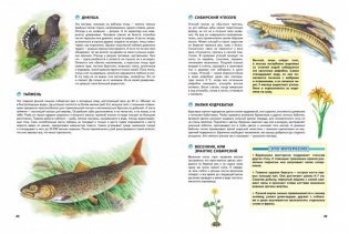 Природа России. Иллюстрированная энциклопедия фото книги 3
