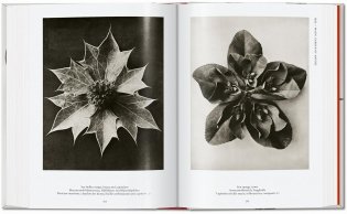 Karl Blossfeldt. The Complete Published Work. 40th Ed. фото книги 9