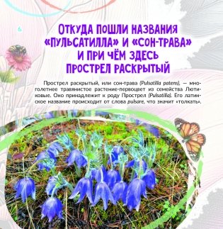 Прострел раскрытый. Растение года Беларуси фото книги 4