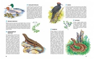 Природа России. Иллюстрированная энциклопедия фото книги 2