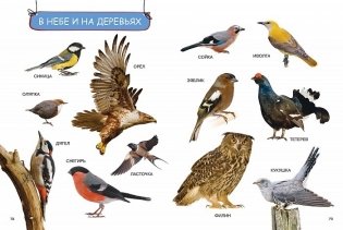 Моя первая книга. Энциклопедия малыша фото книги 2