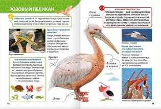 Энциклопедия для маленьких почемучек. Красная книга фото книги 4