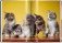 Walter Chandoha. Cats. Photographs 1942-2018 фото книги маленькое 6