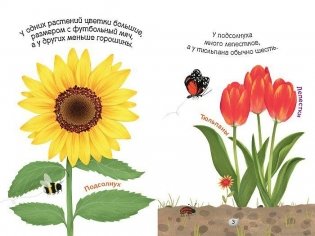 Цветы фото книги 2