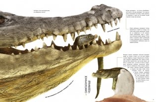 Детёныши животных в натуральную величину фото книги 7