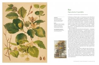 Выдающиеся деревья, которые изменили нашу жизнь фото книги 7