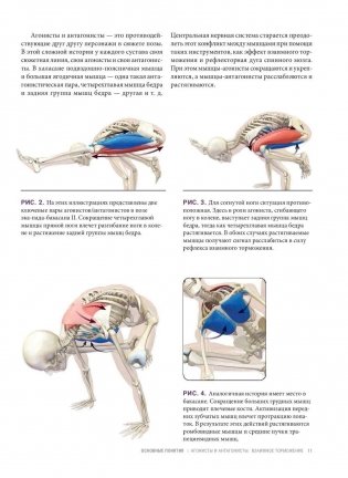 Анатомия балансов на руках и перевернутых поз фото книги 9