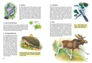 Природа России. Иллюстрированная энциклопедия фото книги 6