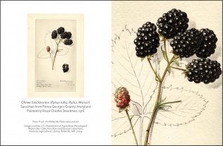 Fruit: Selections from the USDA Pomological Watercolor Collection (Tiny Folio) фото книги 4