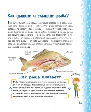 Миллион вопросов о животных, обо мне и мире вокруг и самых разных любопытных вещах фото книги 14