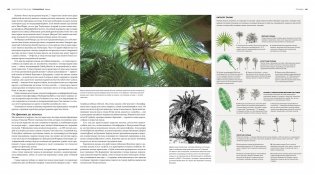 Деревья. Жизнеутверждающее путешествие по лесам, садам и паркам фото книги 6