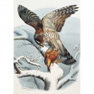 Самые красивые птицы. Иллюстрации Э. Травье фото книги 7