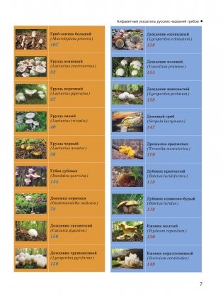 Большая энциклопедия. Грибы. Съедобные и несъедобные. Собираем и готовим. фото книги 8
