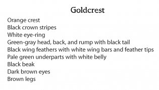 Creative Haven Glorious Songbirds Coloring Book фото книги 11