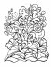 Creative Haven Calm Coloring Book фото книги маленькое 9