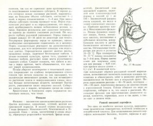 Огород на подоконнике фото книги 2