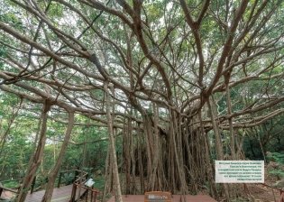 Викка. Зеленая магия, растения и ритуалы фото книги 8