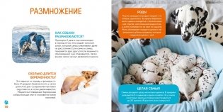 Моя первая книга о животных. 200 фотографий фото книги 9