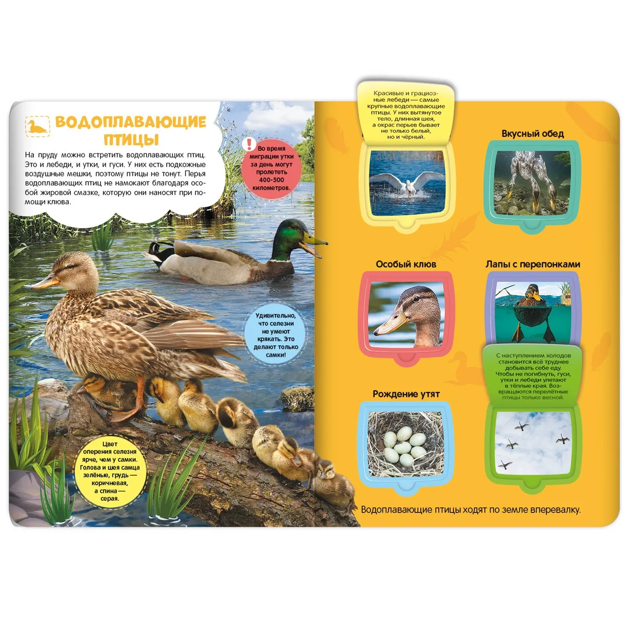 Луг и пруд. Энциклопедия с окошками фото книги маленькое 3