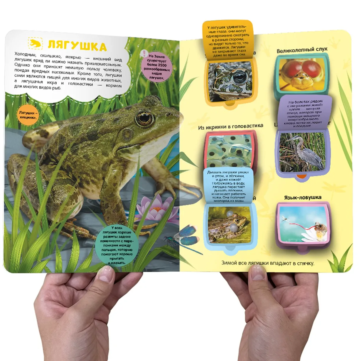 Луг и пруд. Энциклопедия с окошками фото книги маленькое 5