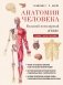 Анатомия человека: большой популярный атлас (новое оформление) фото книги маленькое 2