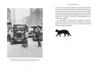 Кошки правят миром фото книги 12