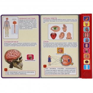 Тело человека. 10 звуковых кнопок фото книги 3