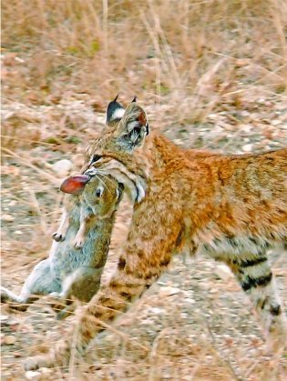 Млекопитающие Беларуси фото книги 6