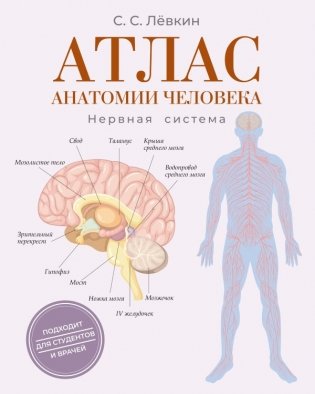 Атлас анатомии человека. Нервная система фото книги