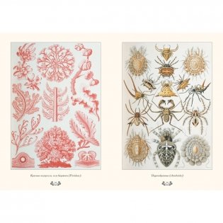 Красота форм в природе фото книги 6