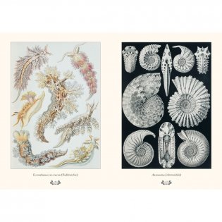 Красота форм в природе фото книги 4