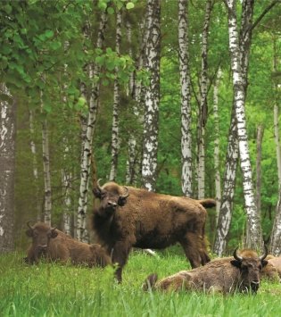 Национальные парки ― жемчужины Беларуси. Нацыянальныя паркі ― жамчужыны Беларусі. National parks ― pearls of Belarus фото книги 3