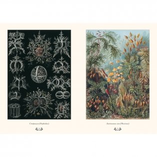 Красота форм в природе фото книги 7