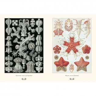 Красота форм в природе фото книги 3