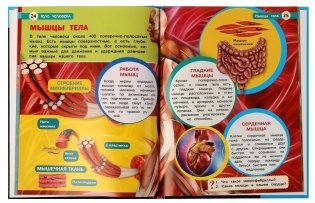 Тело человека. Энциклопедия с развивающими заданиями фото книги 5