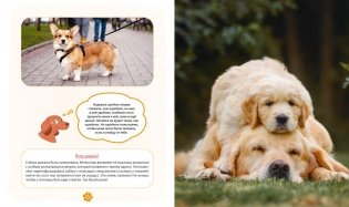 Я и моя собака. Как понять питомца и стать ему другом фото книги 8