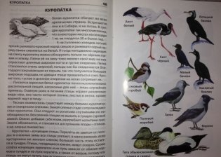 Птицы России. ФГОС фото книги 5
