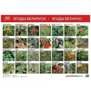 Ягоды Беларуси. Ягады Беларусі. Развивающий фотоплакат фото книги