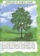 Дрэвы і кветкі фото книги маленькое 4