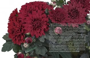 Утешение природой фото книги 7