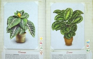 Всё успеть, всё суметь. Домоводство фото книги 4