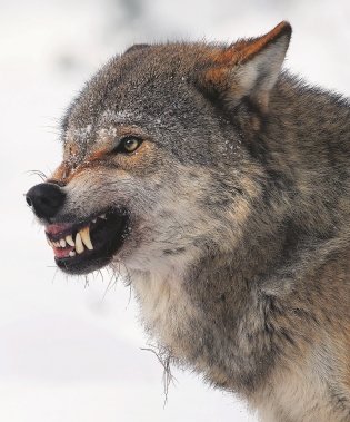 Национальные парки ― жемчужины Беларуси. Нацыянальныя паркі ― жамчужыны Беларусі. National parks ― pearls of Belarus фото книги 13