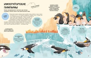 Семья в мире животных. Любовь, забота и воспитание в дикой природе фото книги 4