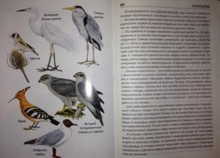 Птицы России. ФГОС фото книги 8