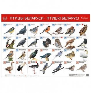 Птицы Беларуси. Птушкі Беларусі фото книги